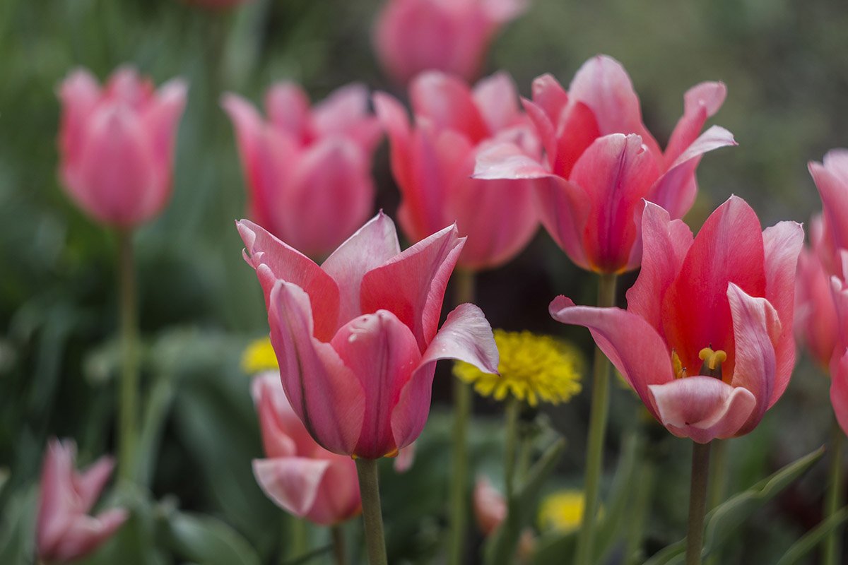 О нежности... О нежности...