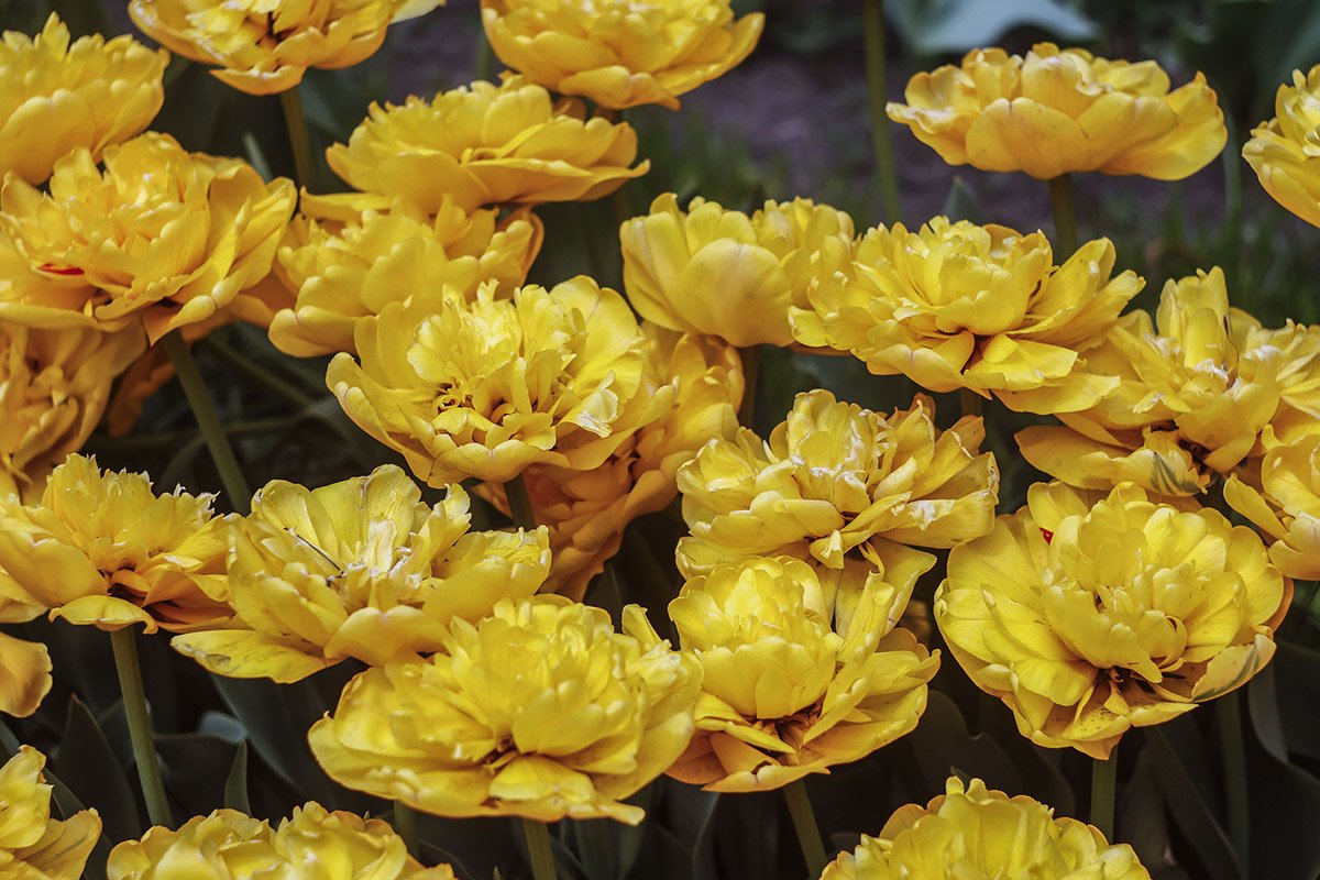 Общая площадь композиций более двух тысяч квадратных метров Общая площадь композиций более двух тысяч квадратных метров