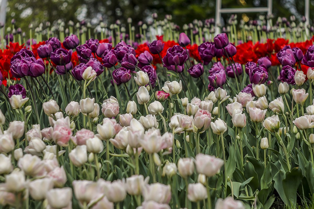 Всего на выставке высажено 250 тысяч цветов Всего на выставке высажено 250 тысяч цветов