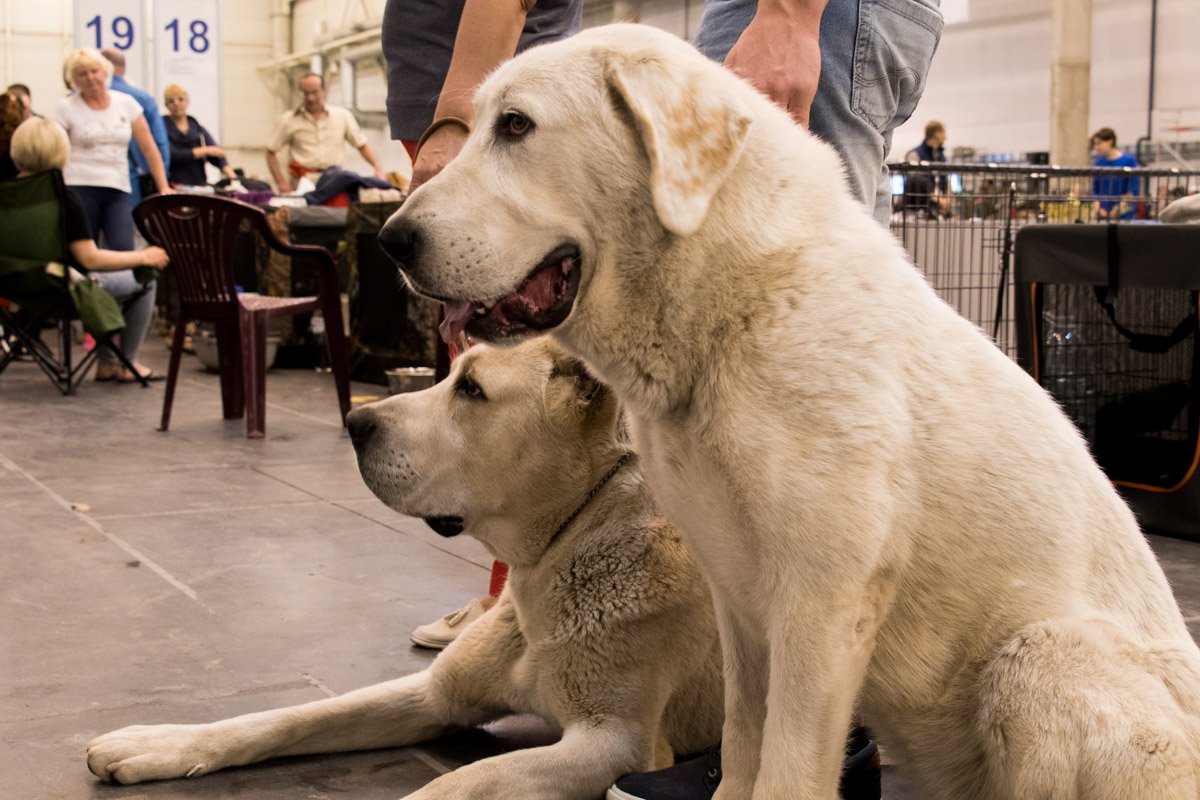 Лучшие друзья человека Лучшие друзья человека