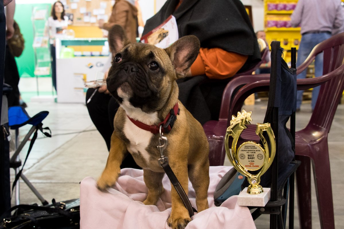 Еще малыш, а уже чемпион Еще малыш, а уже чемпион