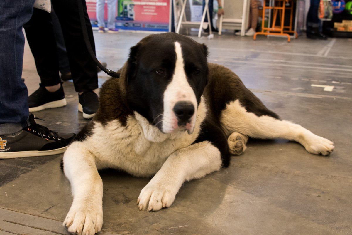 Возможно, я в печали Возможно, я в печали