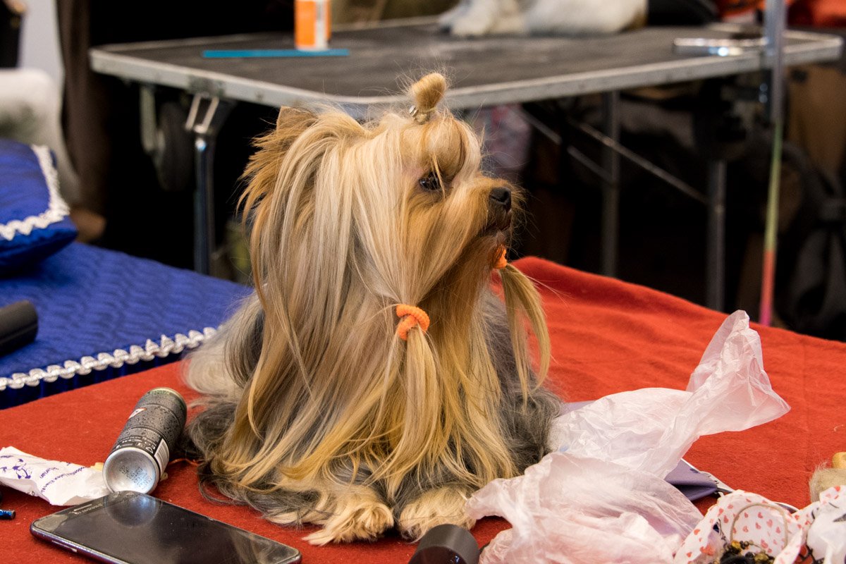 Скажи, хозяин, я красавица? Скажи, хозяин, я красавица?