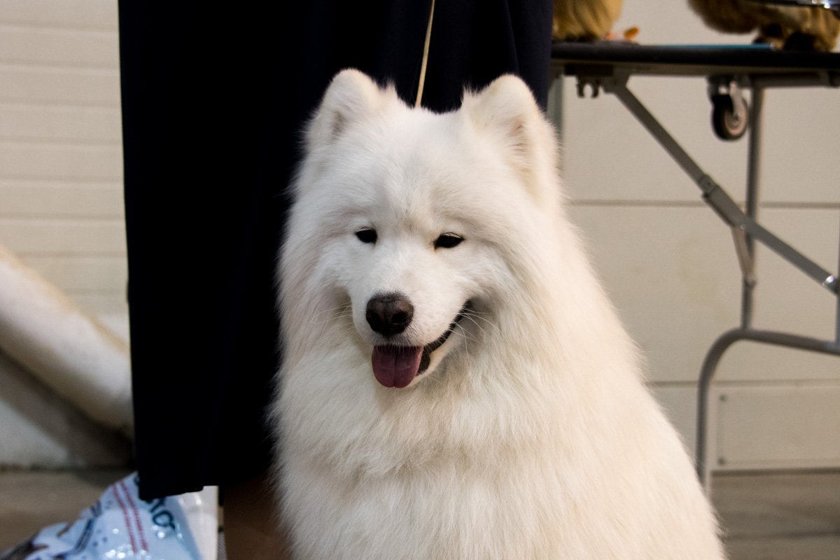 Все замело, белым-бело Все замело, белым-бело