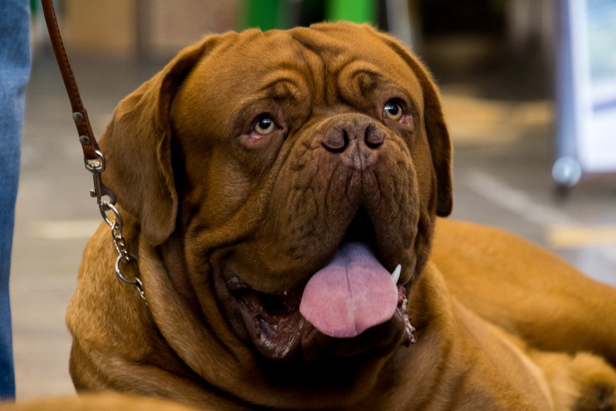 На ужин хочу быка На ужин хочу быка