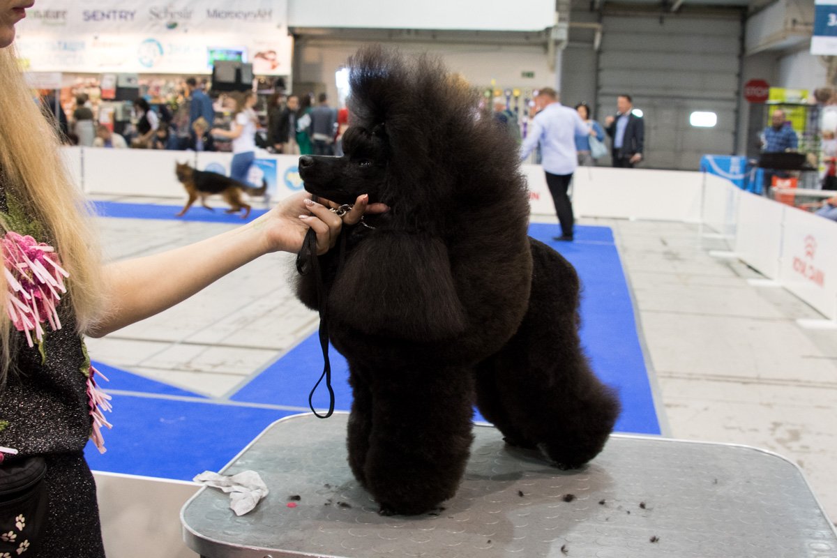 Черный пудель в игре Черный пудель в игре