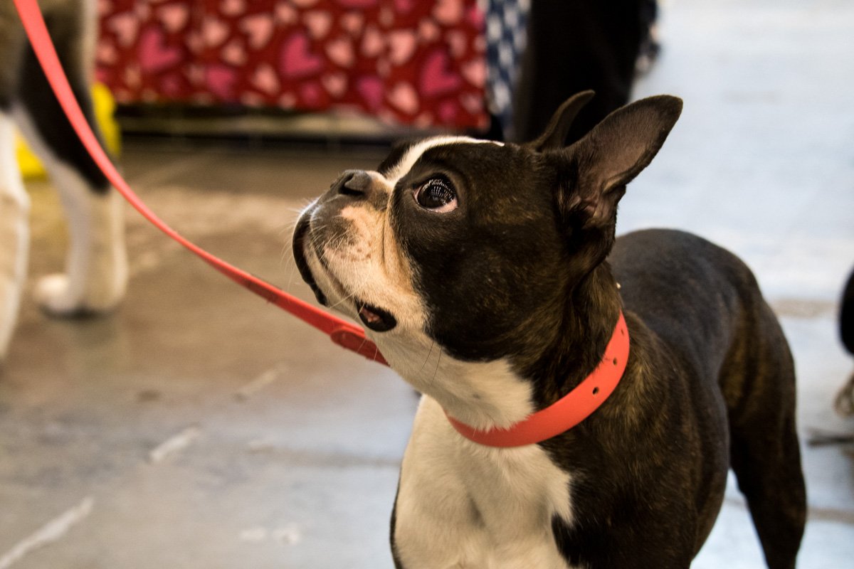 Хозяин, когда уже домой? Хозяин, когда уже домой?