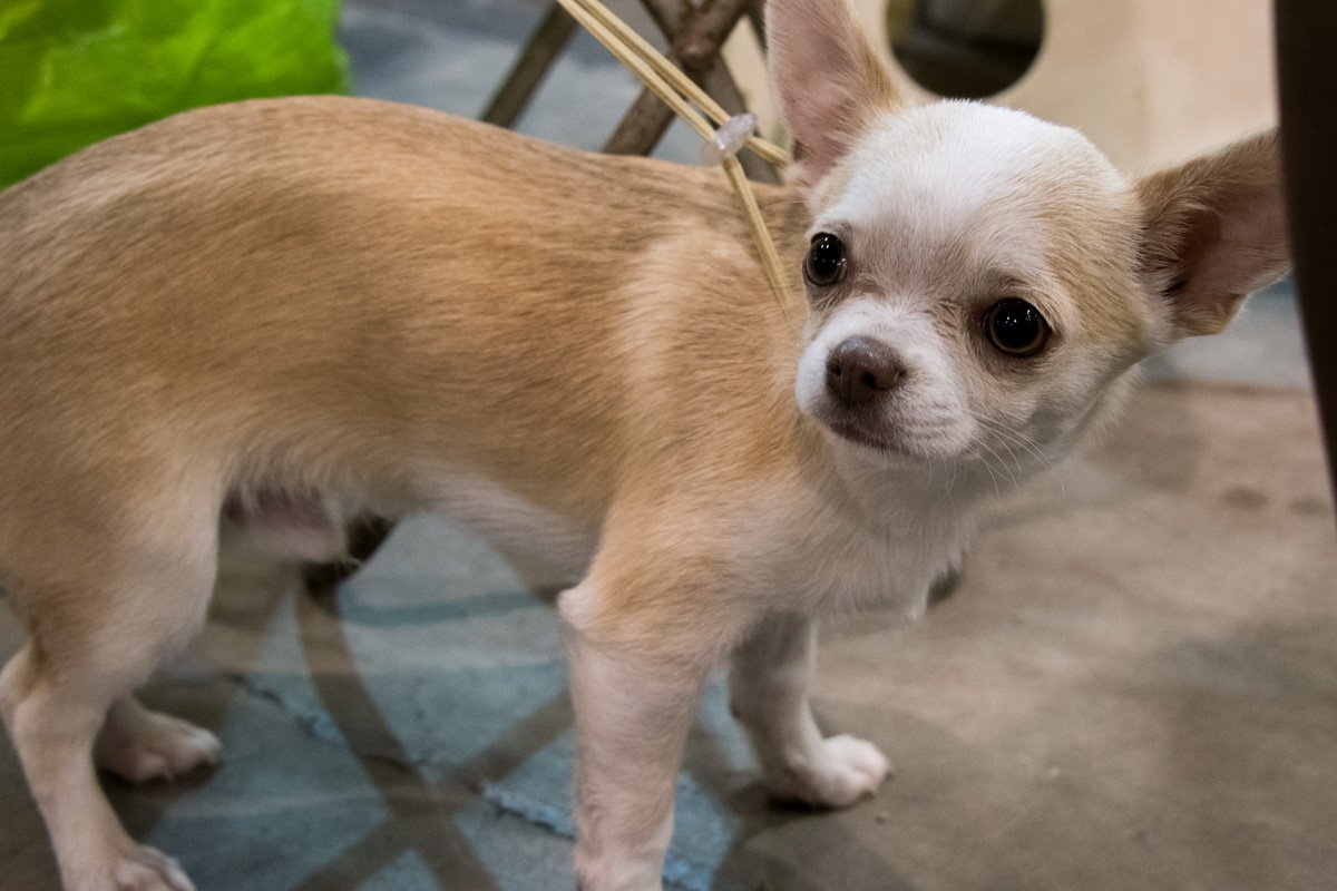 Нет, я не маленький Нет, я не маленький