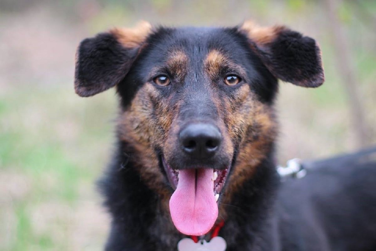 Годовалая Урса ищет новый дом Годовалая Урса ищет новый дом