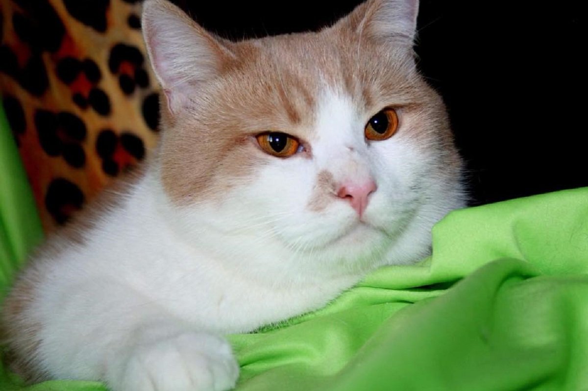 Буржуй хочет с вами познакомиться Буржуй хочет с вами познакомиться