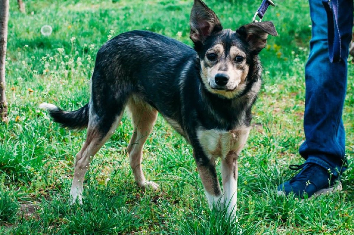 Особенной Юсе нужна ваша ласка и забота Особенной Юсе нужна ваша ласка и забота