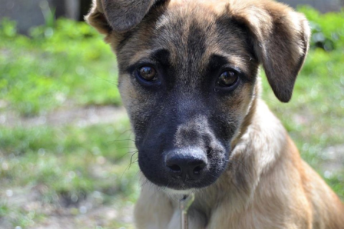 Непоседа Алиса хочет в новый дом Непоседа Алиса хочет в новый дом