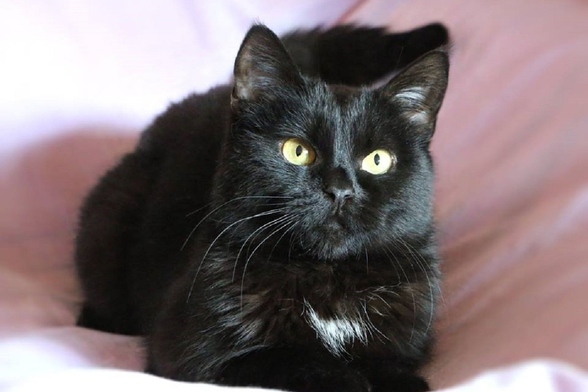 Адель нужны ваша забота и ласка Адель нужны ваша забота и ласка