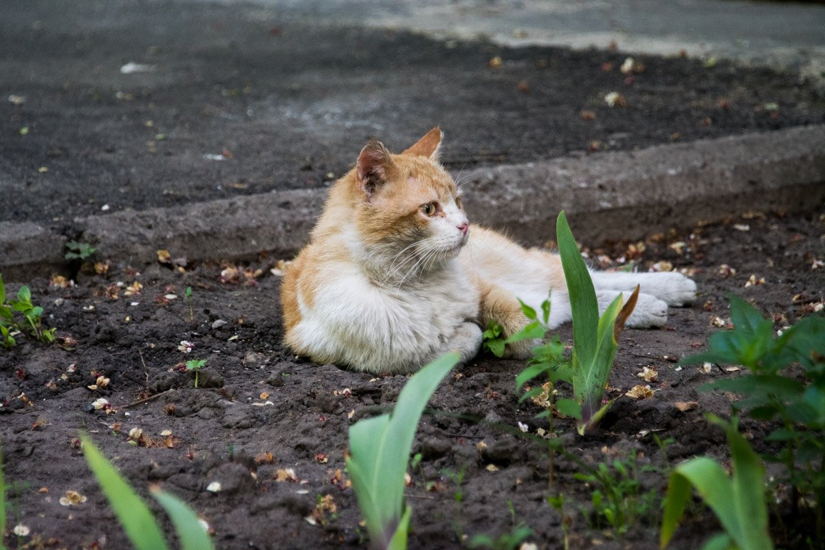 За последние 2 недели жильцы дома 1/2 на улице Митрополита Андрея Шептицкого нашли 6 кошачьих трупов. За последние 2 недели жильцы дома 1/2 на улице Митрополита Андрея Шептицкого нашли 6 кошачьих трупов.