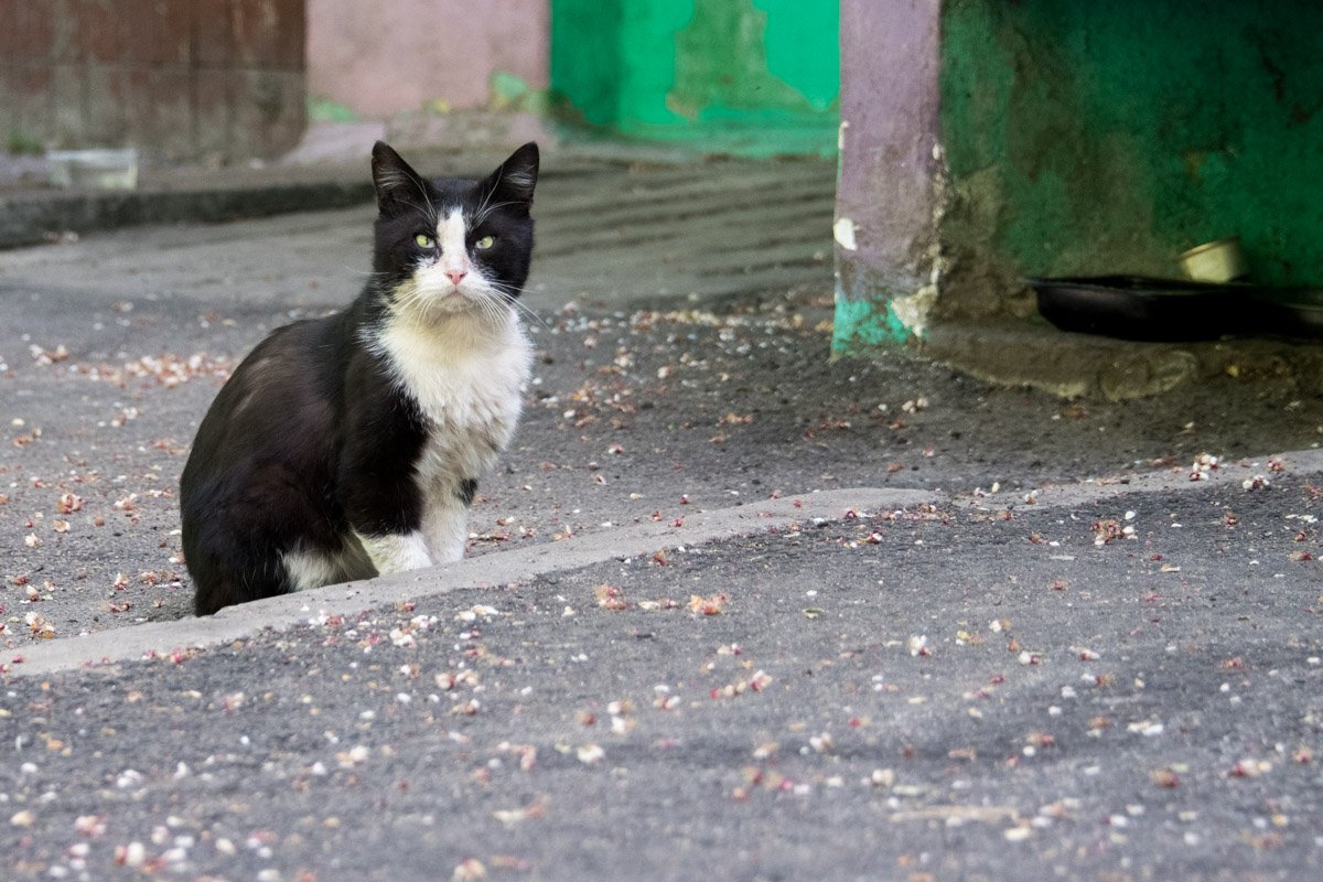 В подвалах дома живут более десятка кошек В подвалах дома живут более десятка кошек