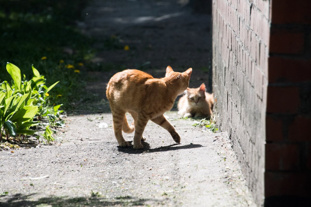 Усатый друг, я боюсь тебя потерять! Усатый друг, я боюсь тебя потерять!