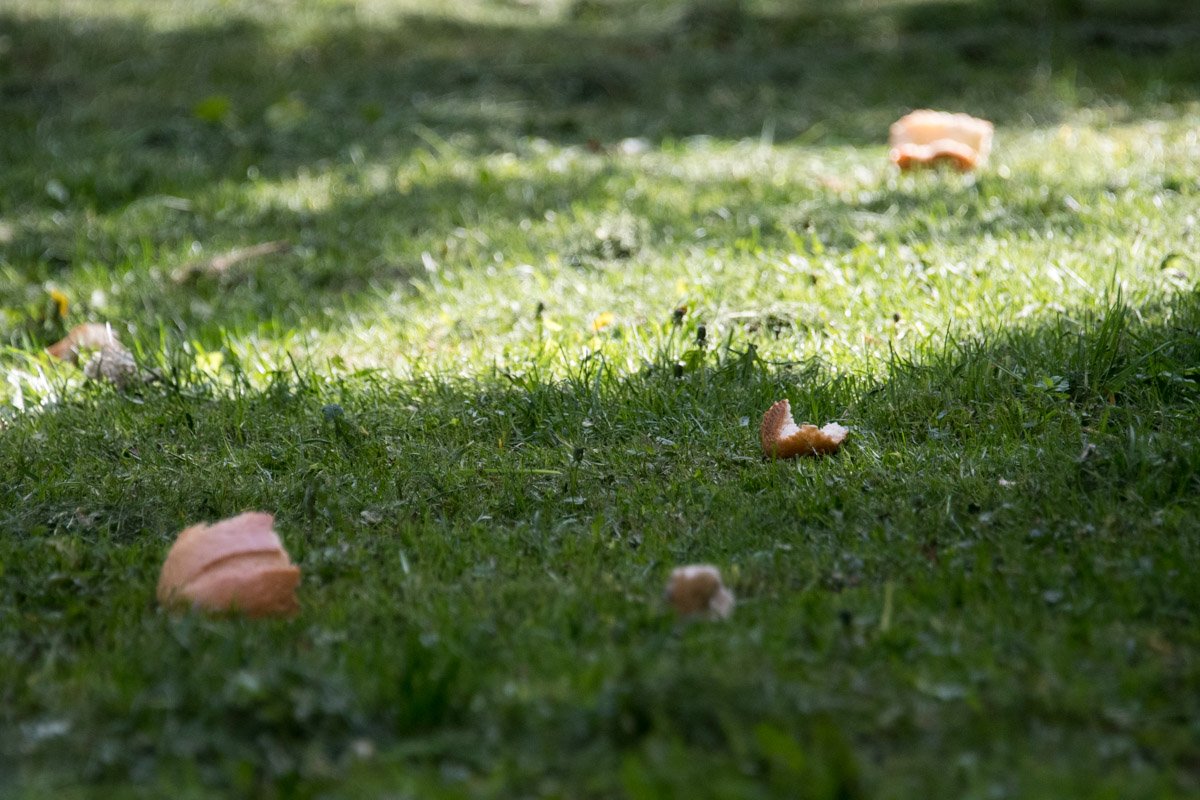 Кто-то пытается подкармливать животных хлебом Кто-то пытается подкармливать животных хлебом