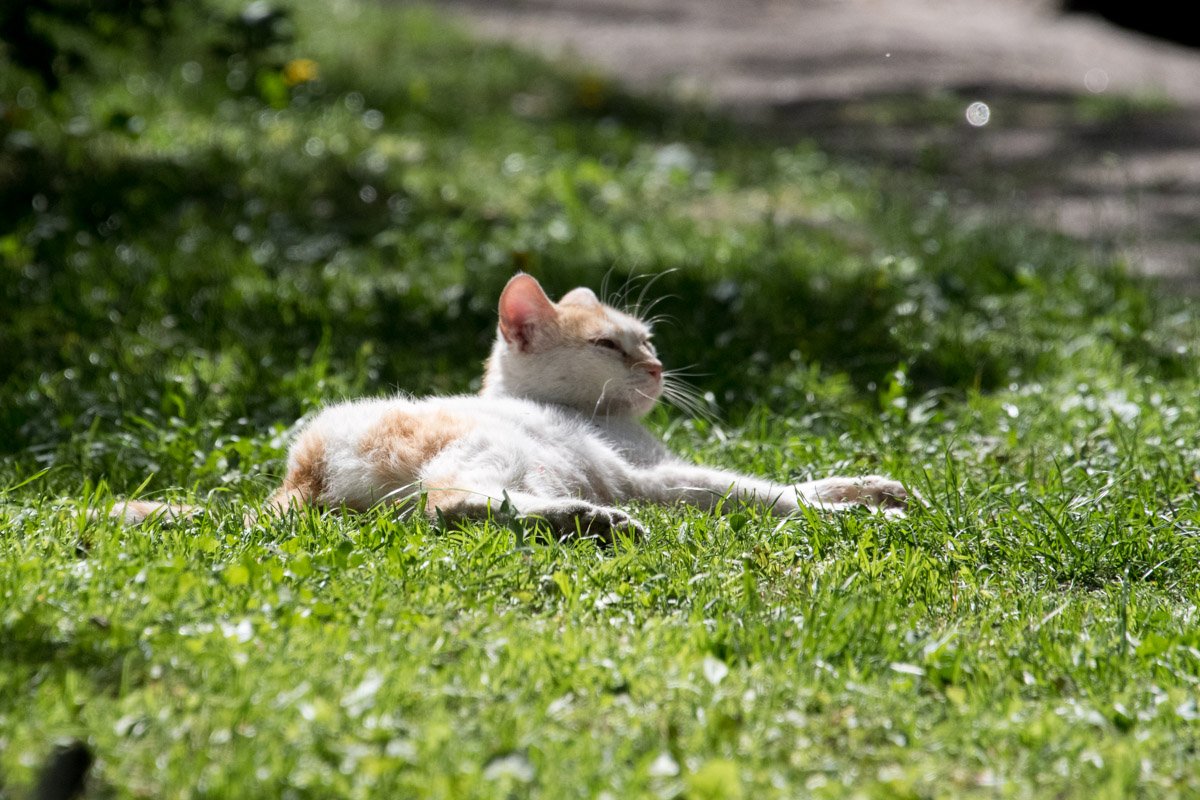 Жильцы многоэтажки считают, что на животных натравливают домашних собак местные жители Жильцы многоэтажки считают, что на животных натравливают домашних собак местные жители