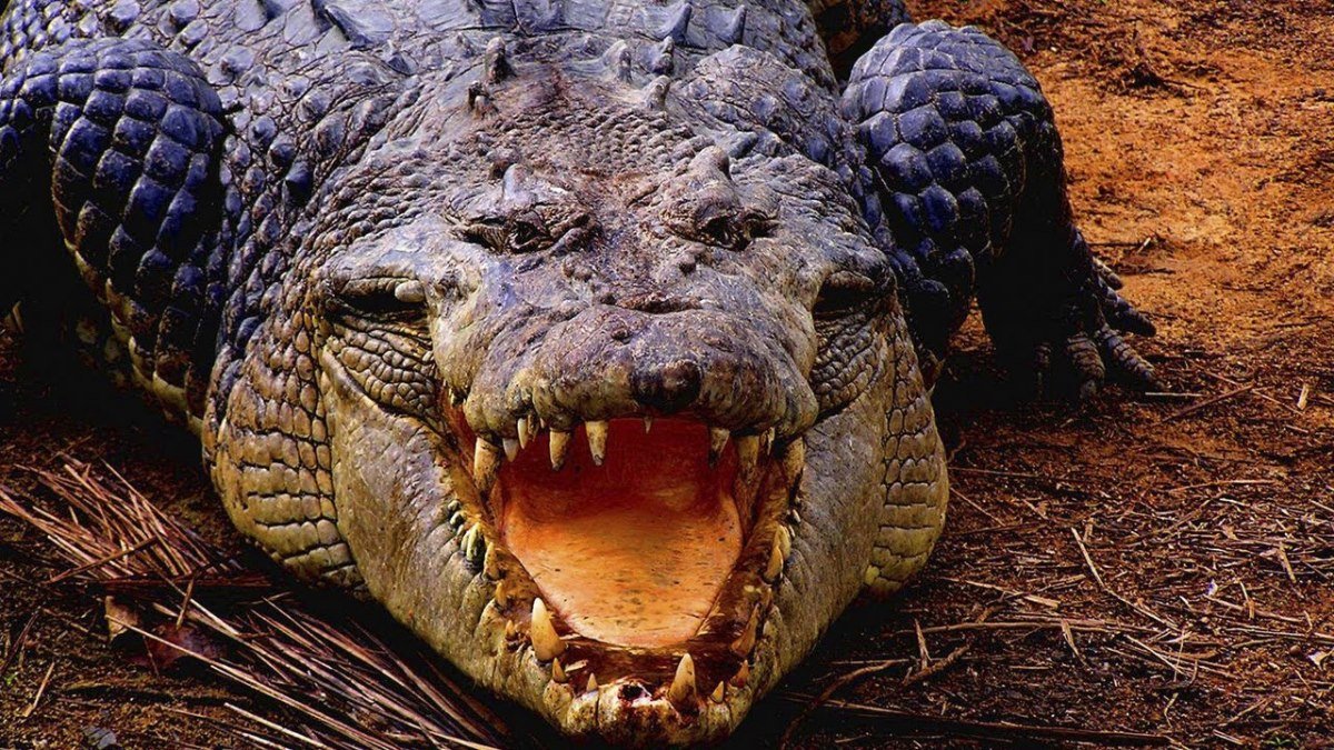 Полутораметровое животное рухнуло с балкона пятого этажа жилого дома