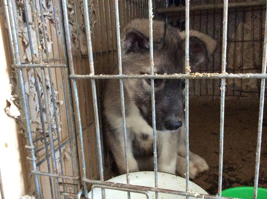 Песик очень ласковый, приветливый и искренний