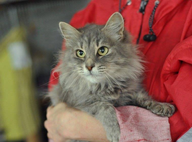 Сарочка- пушистый серый одуванчик