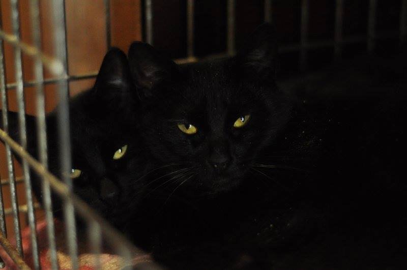 Лола и Черника ждут именно вас!