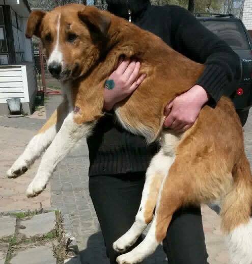 Маффин очень преданый и добрый пес