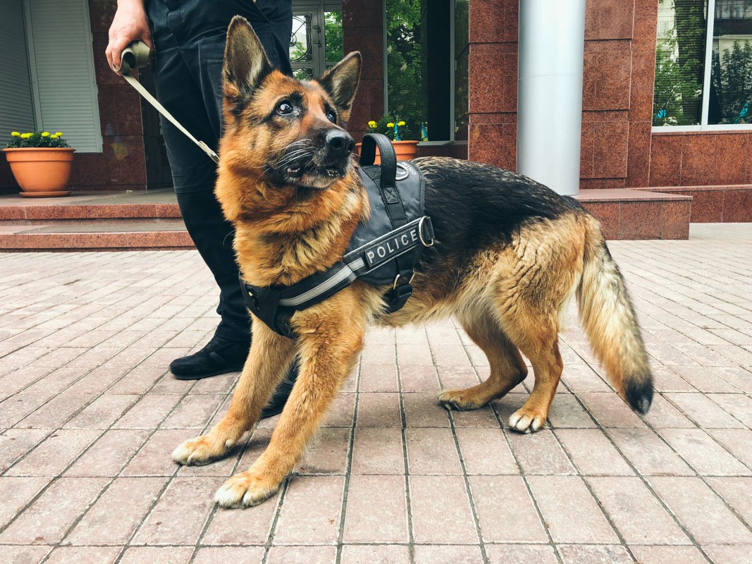 Эта милаха защищала всех участников шествия Эта милаха защищала всех участников шествия