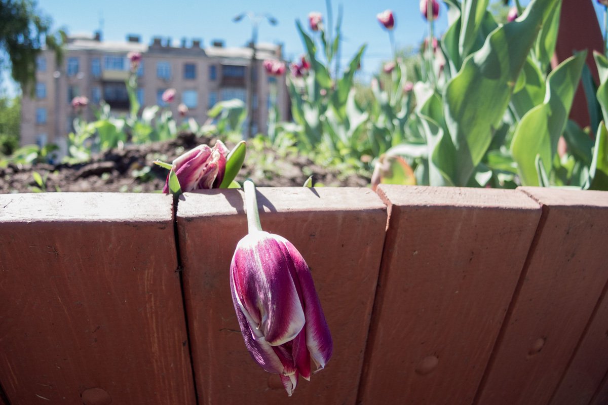 Жизнь цветов коротка