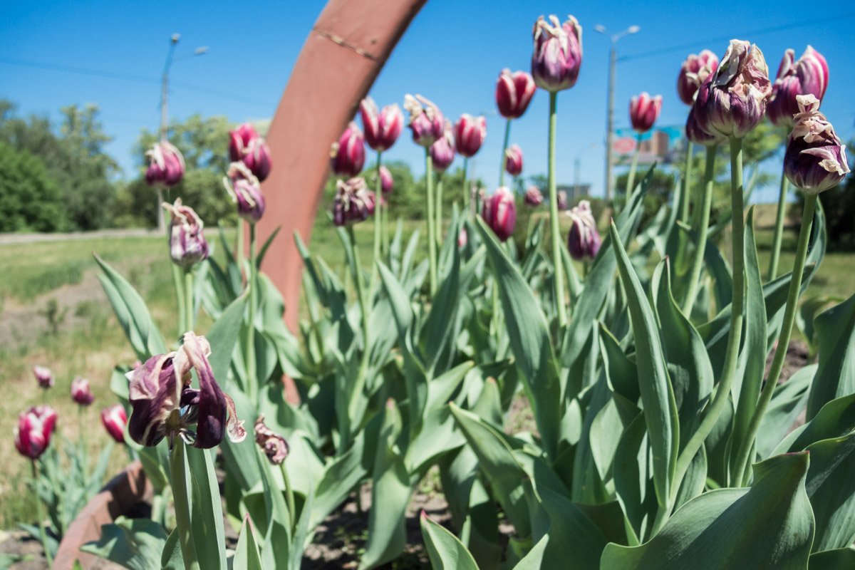 «Они никому ничего не сделали»: в Киеве вандалы дошли до тюльпанов 8
