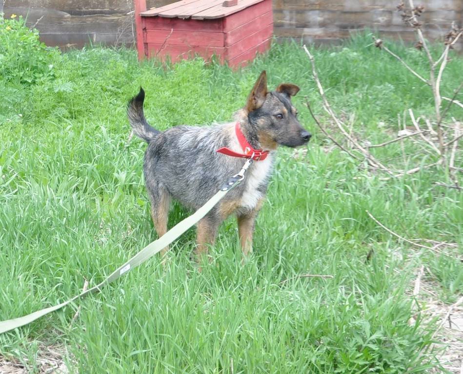 Ласковая Ирмочка ищет надежного хозяина Ласковая Ирмочка ищет надежного хозяина