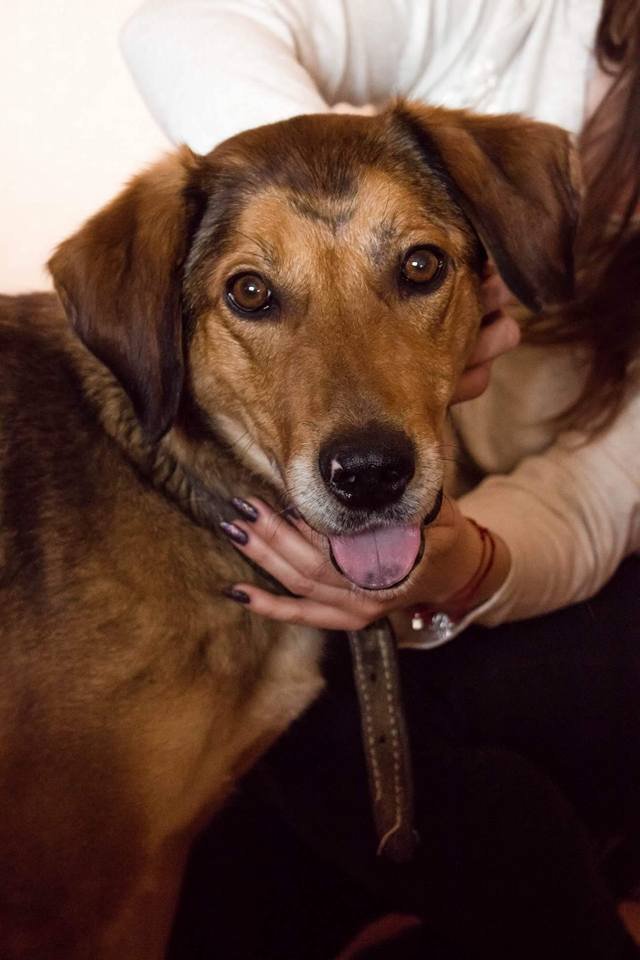 Хельга замечательно ладит с детьми и другими собаками Хельга замечательно ладит с детьми и другими собаками