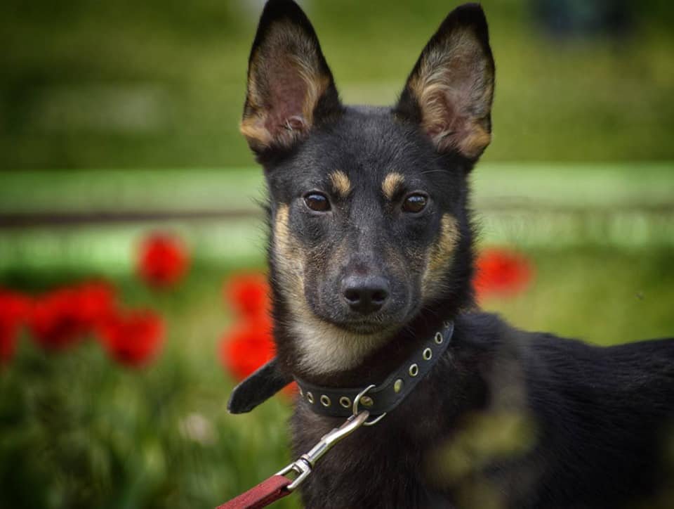 Приезжайте скорее знакомиться с Черри! Приезжайте скорее знакомиться с Черри!