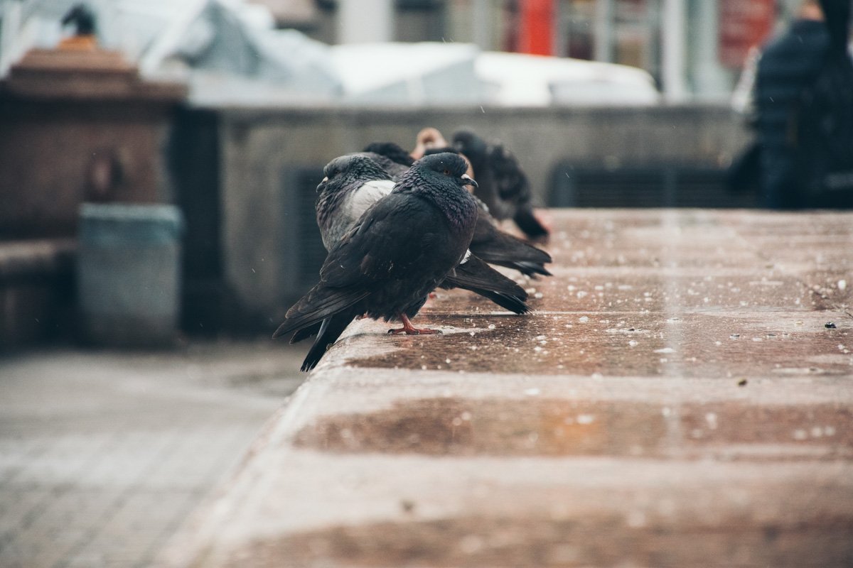 Птичку жалко... Птичку жалко...