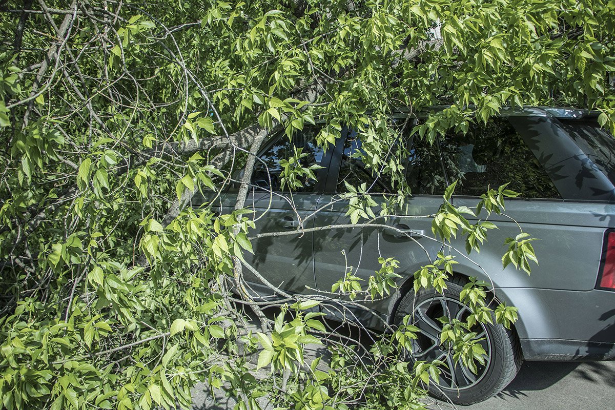 В Киеве на Бульварно-Кудрявской дерево упало на Range Rover В Киеве на Бульварно-Кудрявской дерево упало на Range Rover