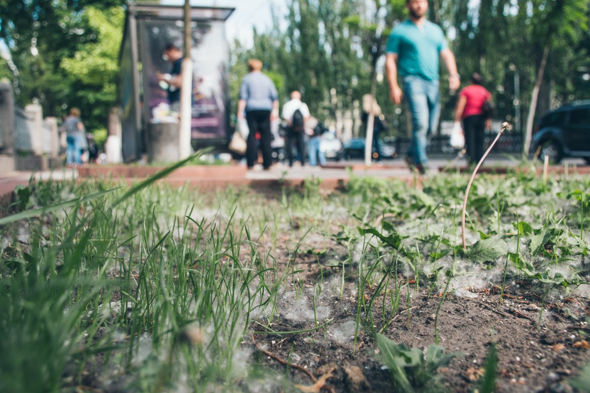 Тополиный пух заполонил улицы с самого утра