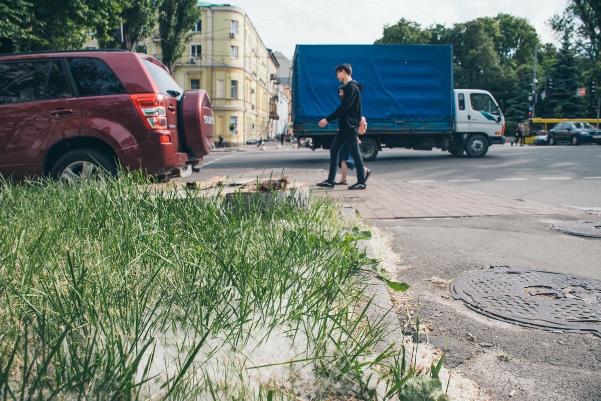 С каждым шагом в воздух вздымают клубы пушинок