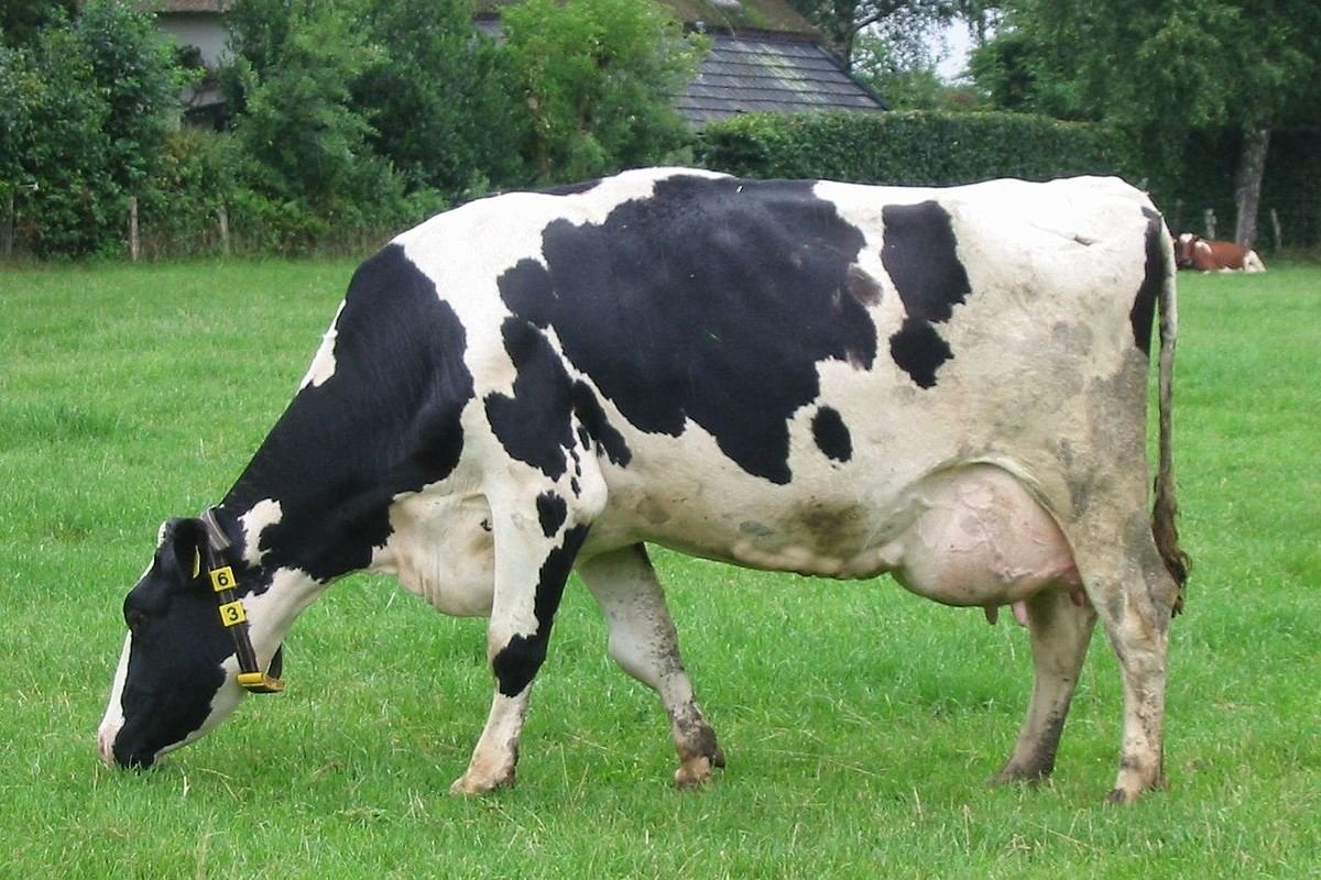 Умерла первая в мире клонированная корова