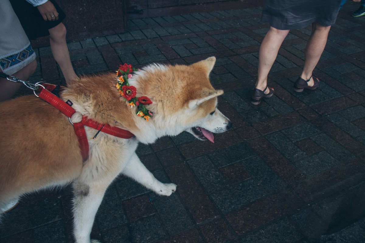 А некоторые даже привели с собой питомцев А некоторые даже привели с собой питомцев