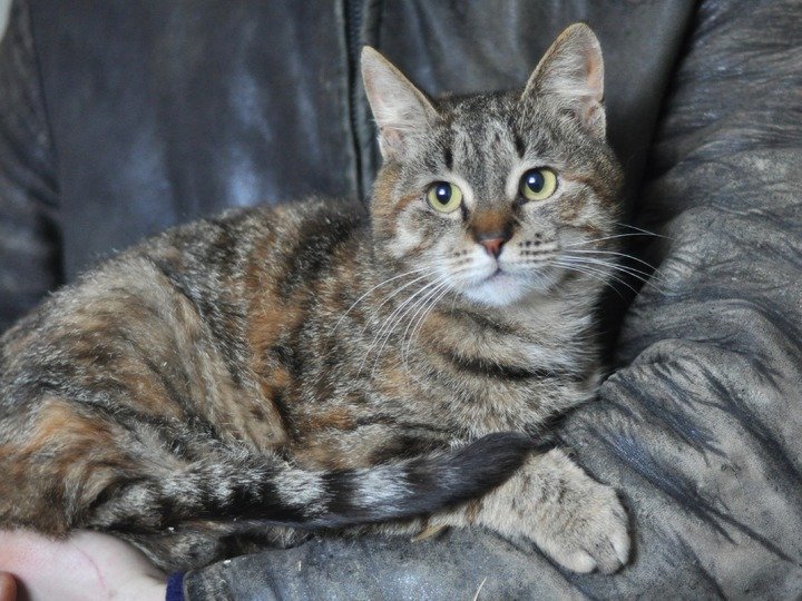 Ищет теплый дом и мягкие подушки