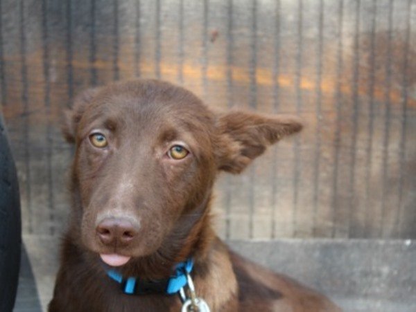 Это роскошный шоколадный парниша с янтарными глазами