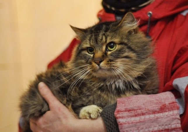 Очень добрый и совершенно домашний зверь