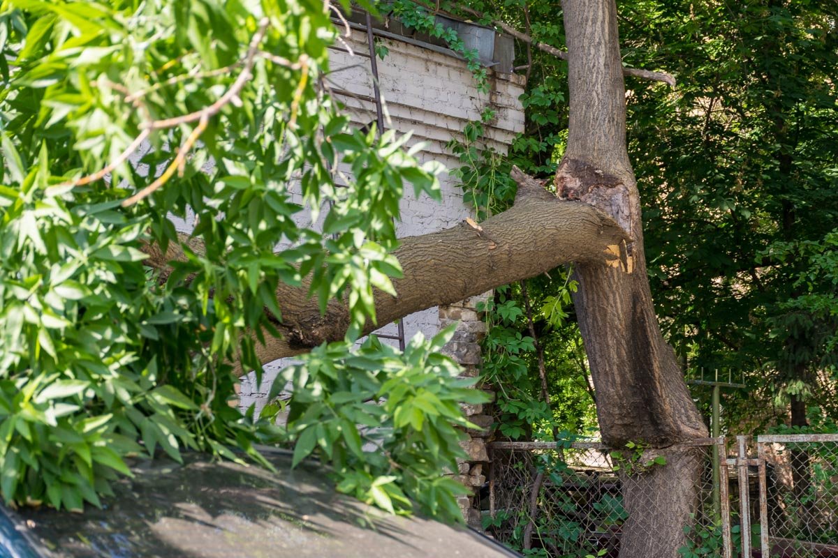 Дерево прогнило и рухнуло на автомобили Дерево прогнило и рухнуло на автомобили