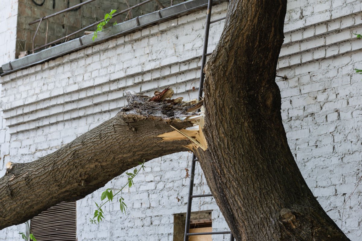 Старое дерево рухнуло по адресу улица Хоривая, 31а Старое дерево рухнуло по адресу улица Хоривая, 31а