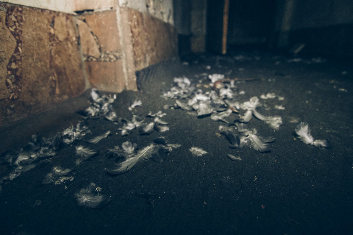 Заброшку облюбовали птицы