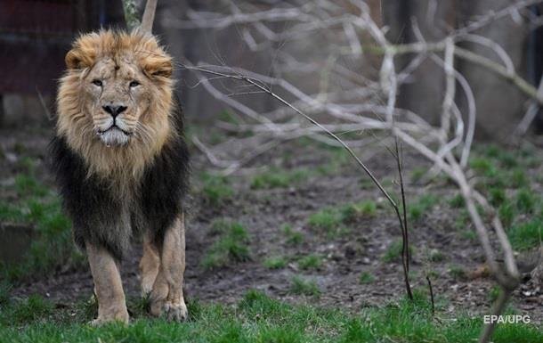 Опасные хищники сбежали из зоопарка в Германии Опасные хищники сбежали из зоопарка в Германии