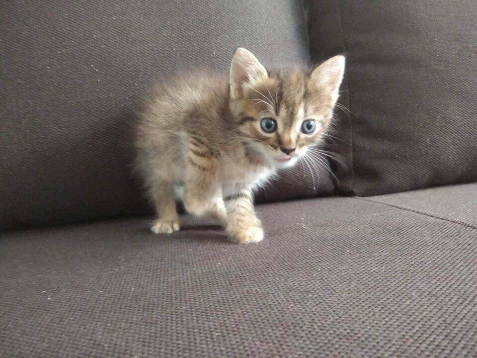 Малыш Микки ищет теплый и уютный дом Малыш Микки ищет теплый и уютный дом