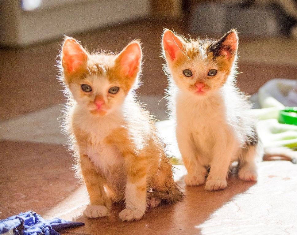 Котятки-солнечные лучики хотят тепла и любви Котятки-солнечные лучики хотят тепла и любви