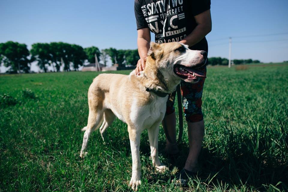 Алабай Вирта ищет своего хозяина Алабай Вирта ищет своего хозяина