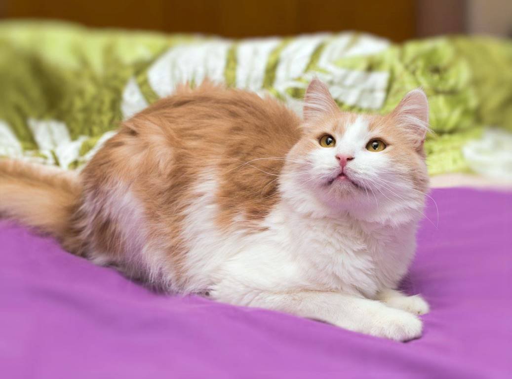 Милаш Тимочка готов дарить вам свое мурчание и любовь Милаш Тимочка готов дарить вам свое мурчание и любовь